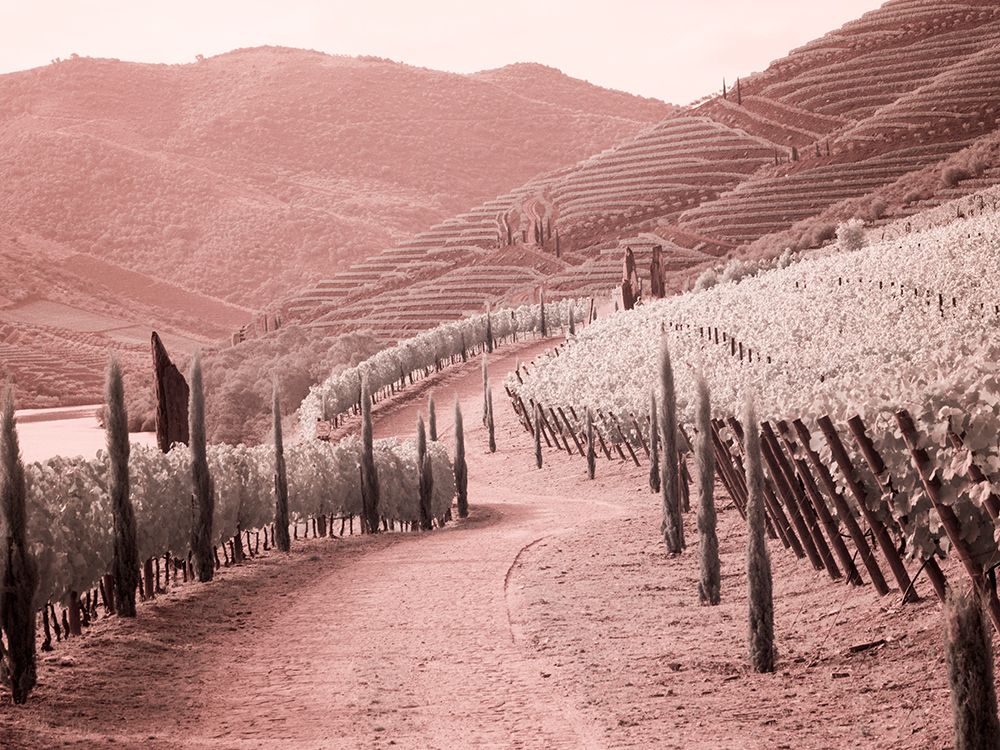 Portugal-Douro Valley-Backcountry road through the vineyards